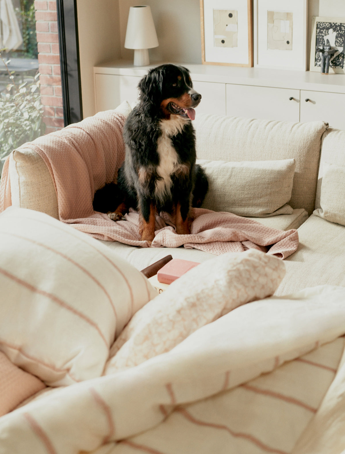 Een  hond op een bank in een rustige setting met witte en roze tinten